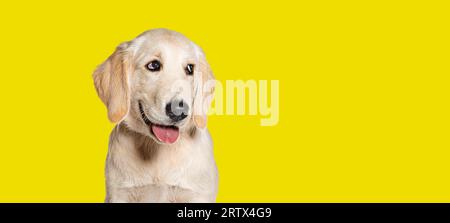 Happy Panting Puppy Golden Retriever chien regardant loin, âgé de quatre mois, isolé sur fond jaune Banque D'Images