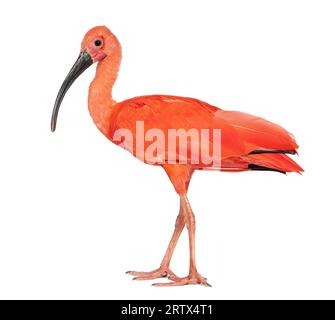 Vue latérale d'un ibis Scarlet regardant la caméra, Eudocimus ruber, isolé sur blanc Banque D'Images