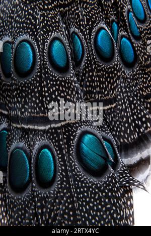 Gros plan sur Eyespots ou ocellus sur les plumes de paon-faisan de Palawan, Polyplectron napoleonis Banque D'Images