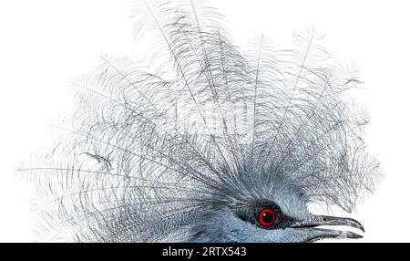 Plan de tête et de crête d'un pigeon couronné de Sclater, Goura Sclaterii, isolé sur blanc Banque D'Images