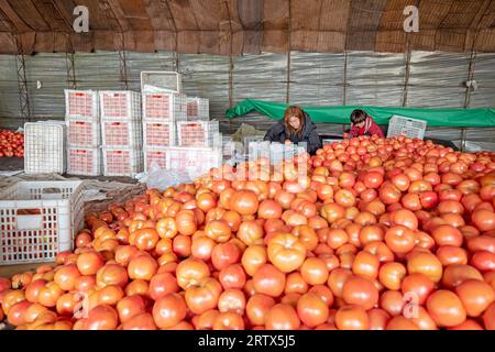 COMTÉ de LUANNAN, Chine - 2 décembre 2021 : deux dames ramassent et emballent des tomates à la ferme, dans le nord de la Chine Banque D'Images