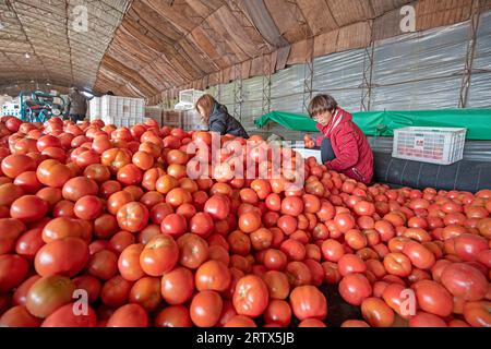 COMTÉ de LUANNAN, Chine - 2 décembre 2021 : deux dames ramassent et emballent des tomates à la ferme, dans le nord de la Chine Banque D'Images