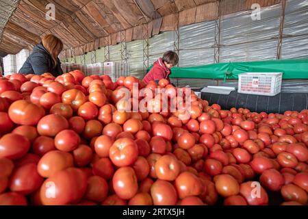 COMTÉ de LUANNAN, Chine - 2 décembre 2021 : deux dames ramassent et emballent des tomates à la ferme, dans le nord de la Chine Banque D'Images