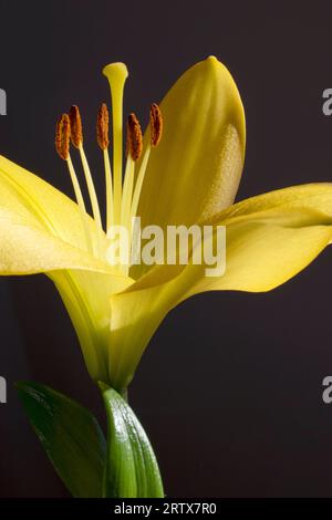 Gros plan d'une fleur jaune de lilly Banque D'Images