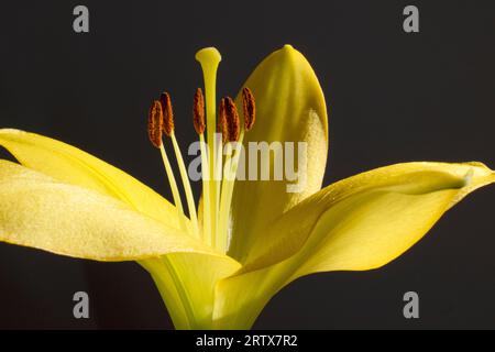 Gros plan d'une fleur jaune de lilly Banque D'Images