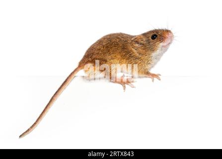 Souris de récolte, Micromys minutus, en équilibre sur un bord, isolée sur blanc Banque D'Images