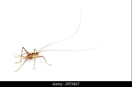 Grillons de caverne , espèce Rhaphidophoridae, isolés sur blanc Banque D'Images