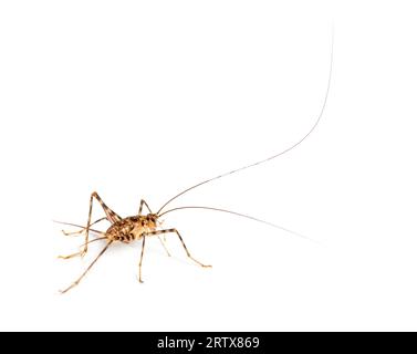 Grillons de caverne , espèce Rhaphidophoridae, isolés sur blanc Banque D'Images