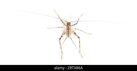 Grillons de caverne , espèce Rhaphidophoridae, isolés sur blanc Banque D'Images