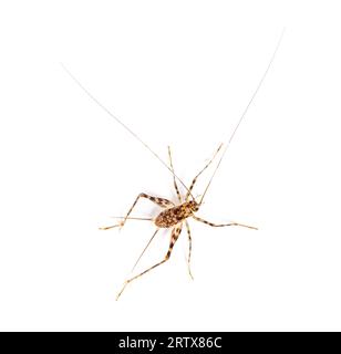 Grillons de caverne , espèce Rhaphidophoridae, isolés sur blanc Banque D'Images