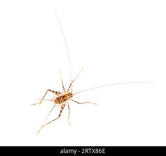 Grillons de caverne , espèce Rhaphidophoridae, isolés sur blanc Banque D'Images