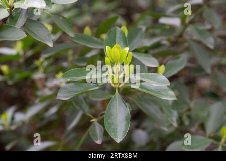 euonymus japonicus ou japonais euonymus vert arbuste fond au printemps, jeunes feuilles fraîches foyer sélectif Banque D'Images