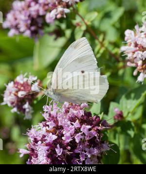 PIERIS RAPAE connu comme petit papillon blanc sur fleur d'origan Banque D'Images