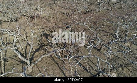 Le fermier élague les arbres fruitiers dans le verger, dans le nord de la Chine Banque D'Images