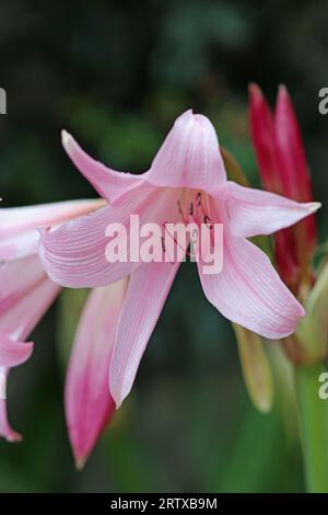 Lys de marais hybride Pink powell, Crinum x powellii, fleur en gros plan avec un fond flou de feuilles. Banque D'Images