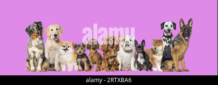 Groupe de onze chiens de tailles et races différentes regardant la caméra, certains mignons, haletant ou heureux, dans une rangée, sur rose violet Banque D'Images