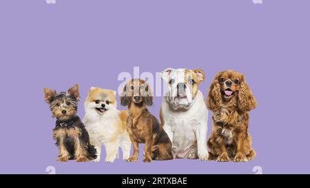 Groupe de chiens de différentes tailles et races regardant la caméra, certains mignons, haletant ou heureux, dans une rangée, isolé sur blanc Banque D'Images