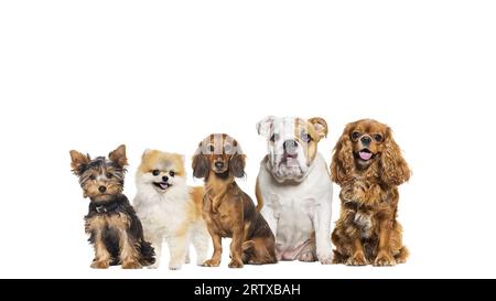 Groupe de cinq chiens de races différentes dans une rangée, en regardant la caméra, certains sont mignons, halettants ou heureux, isolés sur blanc Banque D'Images