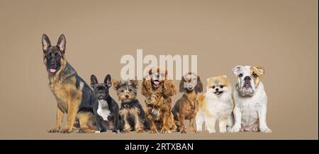 Groupe de chiens de différentes tailles et races regardant la caméra, certains mignons, haletant ou heureux, ensemble dans une rangée sur fond pastel brun Banque D'Images