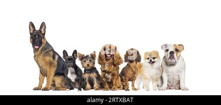 Groupe de chiens de différentes tailles et races regardant la caméra, certains mignons, haletant ou heureux, dans une rangée, isolé sur blanc Banque D'Images