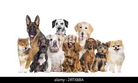 Groupe de chiens de différentes tailles et races regardant la caméra, certains mignons, haletant ou heureux, dans une rangée, isolé sur blanc Banque D'Images