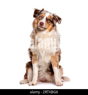 Yeux fermés, assis rouge merle Young Australian Shepherd, isolé sur blanc Banque D'Images