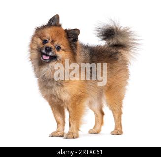 Chien Spitz looki, g heureux, debout, haletant et regardant la caméra Banque D'Images