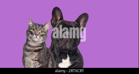 Bulldog français noir et chat tabby assis ensemble et regardant la caméra, isolé sur violet Banque D'Images