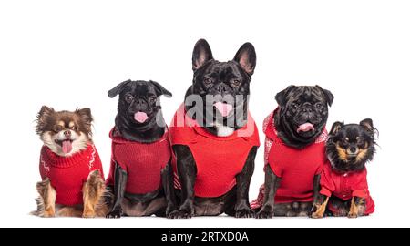 Groupe de petits chiens haletant, chihuahua, bulldog français assis dans un cru portant des vêtements rouges, isolé sur blanc Banque D'Images