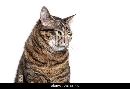 Plan de tête d'un chat de croisement Tabby semblant triste, isolé sur blanc Banque D'Images