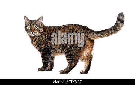 Vue arrière et latérale d'un chat de croisement Tabby regardant en arrière de la caméra, isolé sur blanc Banque D'Images