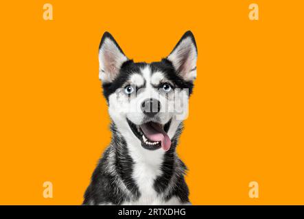 Portrait d'un chien husky aux yeux bleus, regardant vers le haut, haletant avec la bouche ouverte sur un fond orange Banque D'Images