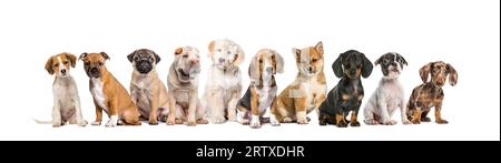 grand groupe de chiots assis ensemble dans une rangée, isolé sur blanc Banque D'Images