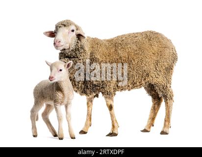 Brebis Sopravissana mouton avec son agneau, isolé sur blanc Banque D'Images