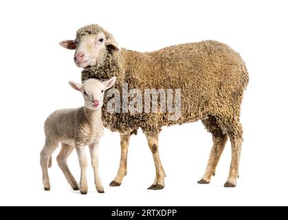 Brebis Sopravissana mouton avec son agneau, isolé sur blanc Banque D'Images