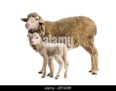 Brebis Sopravissana mouton avec son agneau, isolé sur blanc Banque D'Images