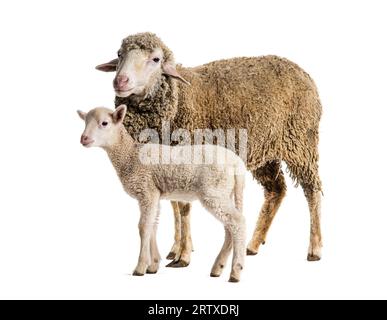 Brebis Sopravissana mouton avec son agneau, isolé sur blanc Banque D'Images