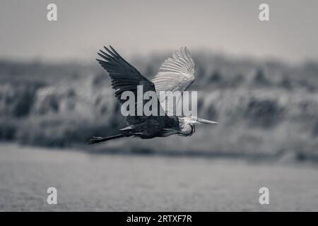 Le héron Mono Goliath traverse les ailes de la rivière Banque D'Images