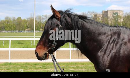 tête et cou d'un cheval brun au pelage brillant et à la crinière noire de profil sur un fond flou de l'hippodrome Banque D'Images