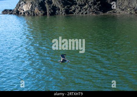 River FAL, Cornouailles, Royaume-Uni - août 2023 : vue de l'extérieur du jardin Trelissick à la péninsule de Roseland Banque D'Images