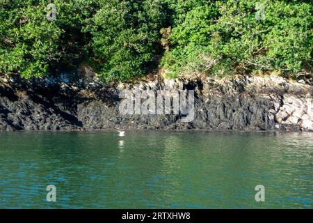 River FAL, Cornouailles, Royaume-Uni - août 2023 : vue de l'extérieur du jardin Trelissick à la péninsule de Roseland Banque D'Images