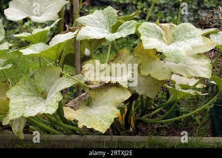 Maladie fongique de la plante oïdium sur un buisson de courge pattypan (pattypan, courge Saint-Jacques, patisson). Plaque blanche sur les feuilles. Plante infectée Banque D'Images