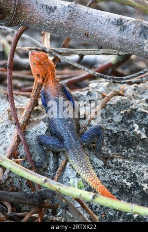 Mâle Namib Rock Agama (Agama planiceps), Parc national d'Etosha, Namibie Banque D'Images