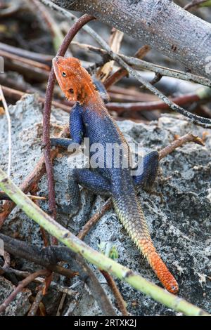 Mâle Namib Rock Agama (Agama planiceps), Parc national d'Etosha, Namibie Banque D'Images