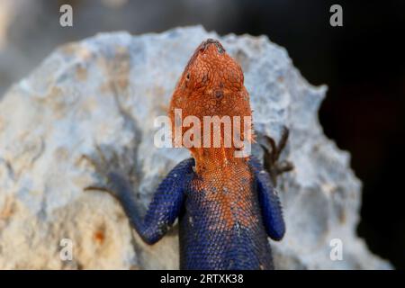 Mâle Namib Rock Agama (Agama planiceps), Parc national d'Etosha, Namibie Banque D'Images