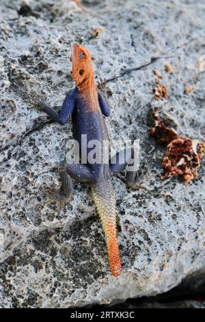 Mâle Namib Rock Agama (Agama planiceps), Parc national d'Etosha, Namibie Banque D'Images