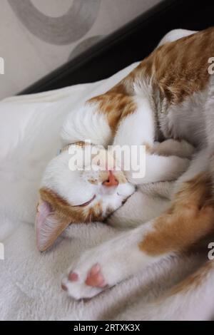 Chaton rouge. Il dort, recrossé. Une photo d'en haut. Gros plan Banque D'Images