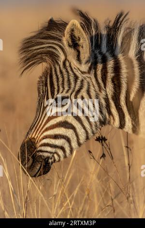 Profil de poulain zèbre, parc national Kruger, Afrique du Sud Banque D'Images