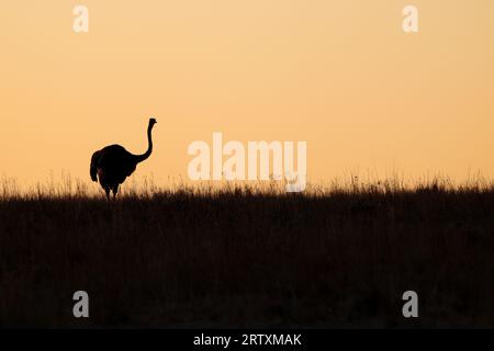 Silhouette d'autruche au coucher du soleil, parc national Kruger, Afrique du Sud Banque D'Images