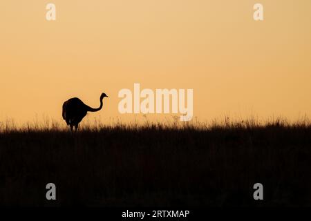 Silhouette d'autruche au coucher du soleil, parc national Kruger, Afrique du Sud Banque D'Images